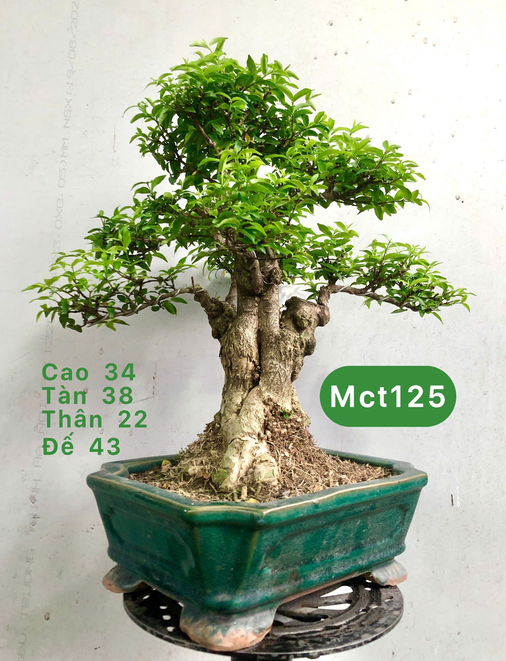 Tổng hợp cây bonsai để bàn